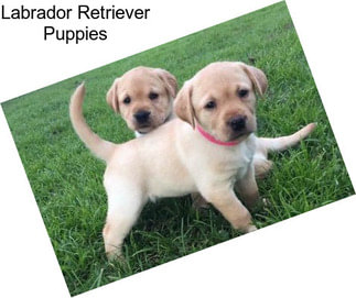 Labrador Retriever Puppies