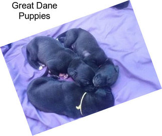 Great Dane Puppies