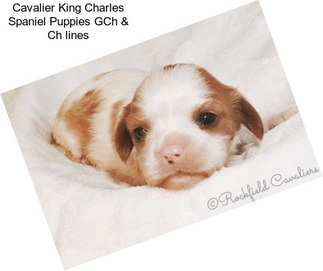 Cavalier King Charles Spaniel Puppies GCh & Ch lines