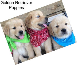 Golden Retriever Puppies