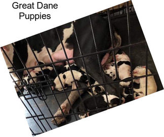 Great Dane Puppies