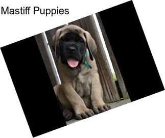 Mastiff Puppies