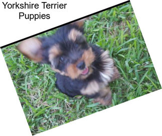 Yorkshire Terrier Puppies