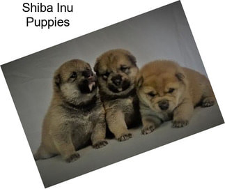 Shiba Inu Puppies