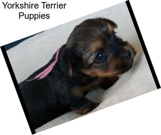 Yorkshire Terrier Puppies