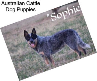 Australian Cattle Dog Puppies