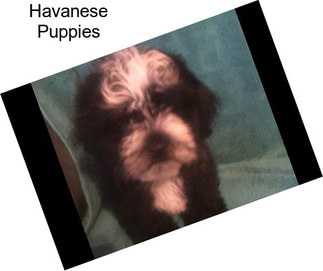 Havanese Puppies