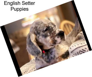 English Setter Puppies