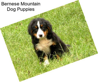 Bernese Mountain Dog Puppies