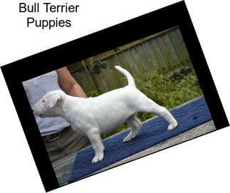 Bull Terrier Puppies