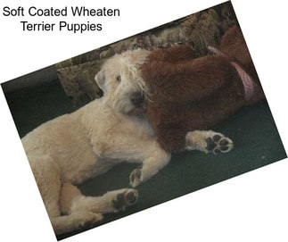 Soft Coated Wheaten Terrier Puppies