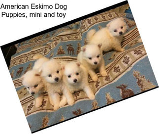 American Eskimo Dog Puppies, mini and toy