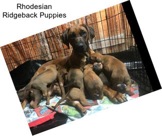 Rhodesian Ridgeback Puppies