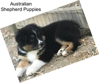 Australian Shepherd Puppies