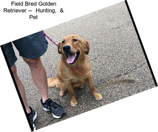 Field Bred Golden Retriever --  Hunting,  & Pet