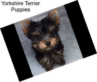 Yorkshire Terrier Puppies