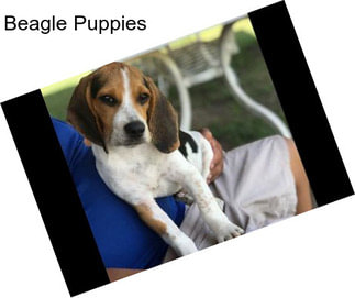 Beagle Puppies