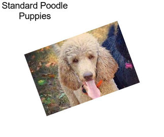 Standard Poodle Puppies