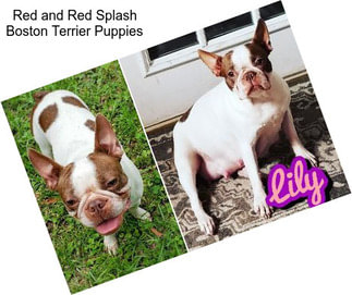 Red and Red Splash Boston Terrier Puppies
