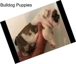 Bulldog Puppies