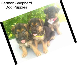 German Shepherd Dog Puppies