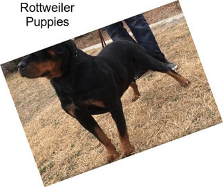 Rottweiler Puppies