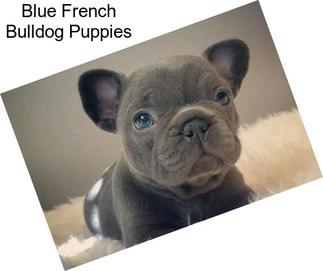 Blue French Bulldog Puppies