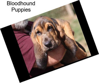 Bloodhound Puppies