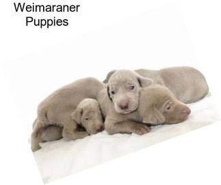 Weimaraner Puppies