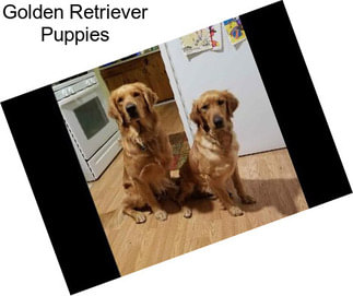 Golden Retriever Puppies