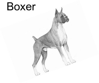 Boxer