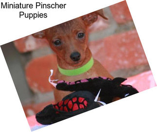 Miniature Pinscher Puppies