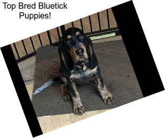 Top Bred Bluetick Puppies!