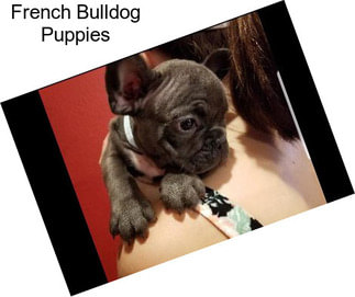 French Bulldog Puppies