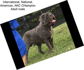 International, National, American, AKC CHampion Adult male