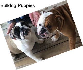 Bulldog Puppies