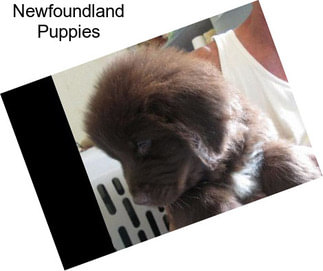 Newfoundland Puppies