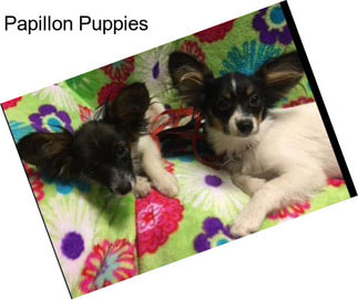 Papillon Puppies