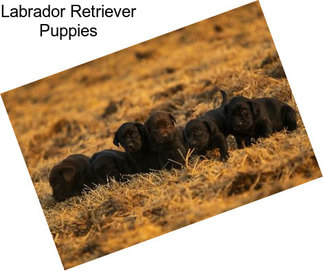 Labrador Retriever Puppies