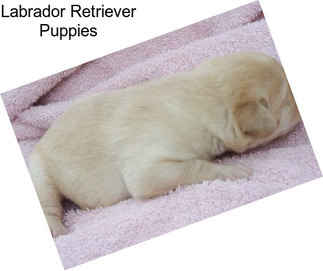 Labrador Retriever Puppies