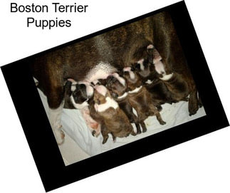 Boston Terrier Puppies