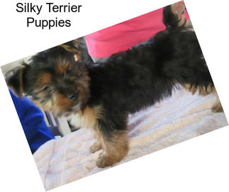 Silky Terrier Puppies