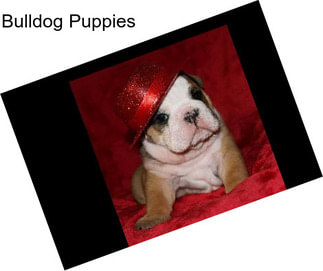 Bulldog Puppies