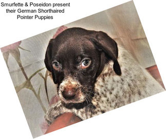 Smurfette & Poseidon present their German Shorthaired Pointer Puppies