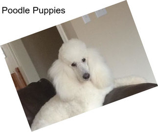 Poodle Puppies