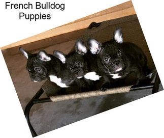 French Bulldog Puppies