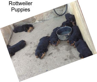 Rottweiler Puppies