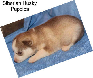 Siberian Husky Puppies