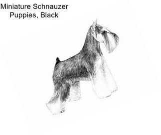 Miniature Schnauzer Puppies, Black