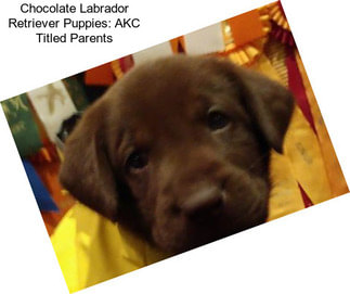 Chocolate Labrador Retriever Puppies: AKC Titled Parents